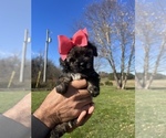 Puppy Phantom Poodle (Toy)