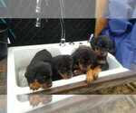 Puppy 1 Rottweiler