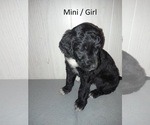 Small Photo #3 Bordoodle Puppy For Sale in EZEL, KY, USA