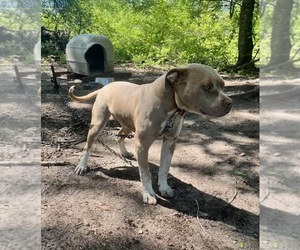 American Bully Puppy for sale in SPARTA, GA, USA