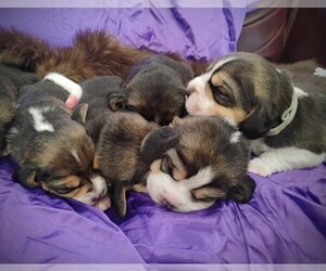 Beagle Puppy for sale in EVERETT, WA, USA