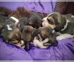 Small Beagle