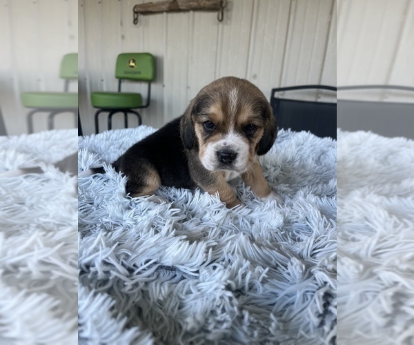 Full screen Photo #3 Beagle Puppy For Sale in MADISON, IN, USA