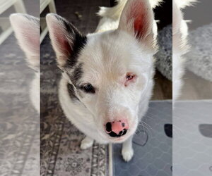 Kensi - Female Pomsky Dog for Adoption - Photo #16