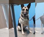Small German Shepherd Dog