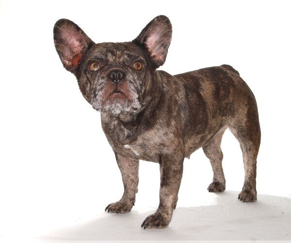 Medium Photo #4 French Bulldog-Unknown Mix Puppy For Sale in Oakland Park, FL, USA