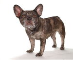 Small #3 French Bulldog Mix