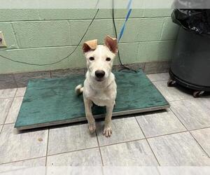 Labrador Retriever-Unknown Mix Dogs for adoption in Grand Prairie, TX, USA