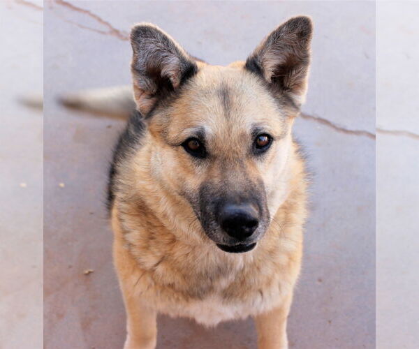 Medium Photo #3 German Shepherd Dog-Unknown Mix Puppy For Sale in Cedar Crest, NM, USA