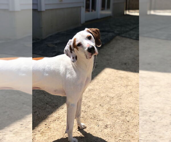 Medium Photo #3 Coonhound-Unknown Mix Puppy For Sale in East Derry, NH, USA