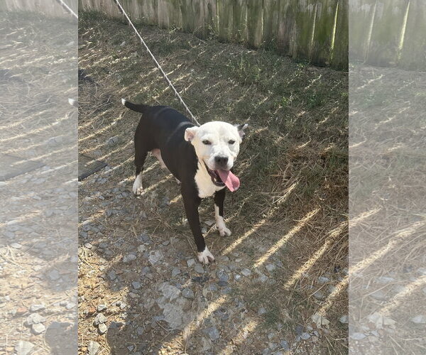 Medium Photo #3 American Staffordshire Terrier-Unknown Mix Puppy For Sale in Jackson, MS, USA