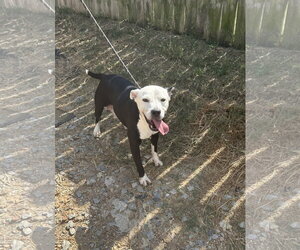 Lawsey Mae - Female American Staffordshire Terrier-Unknown Mix Dog for Adoption - Photo #3