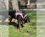 Small #20 Rottweiler