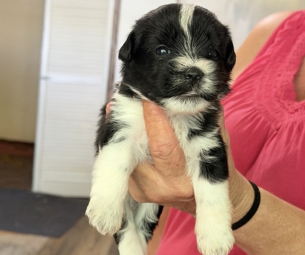 Medium Photo #1 Poodle (Miniature)-Schnoodle (Miniature) Mix Puppy For Sale in WARNER, OK, USA