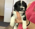 Small Poodle (Miniature)-Schnoodle (Miniature) Mix