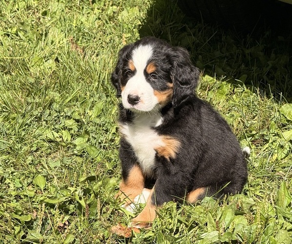 Medium Photo #1 Bernese Mountain Dog Puppy For Sale in EMLENTON, PA, USA