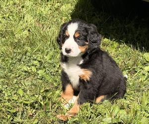 Bernese Mountain Dog Puppy for sale in EMLENTON, PA, USA
