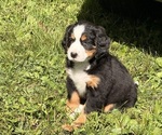 Small Bernese Mountain Dog