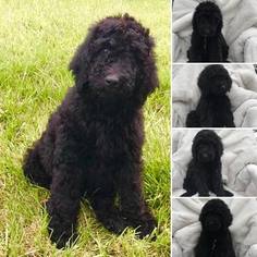 Poodle (Standard) Puppy for sale in BOULDER, CO, USA