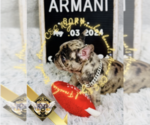 Puppy Armani Yorkshire Terrier