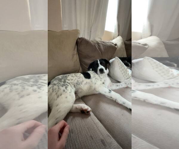 Medium Photo #3 Australian Shepherd-Unknown Mix Puppy For Sale in Duluth, MN, USA