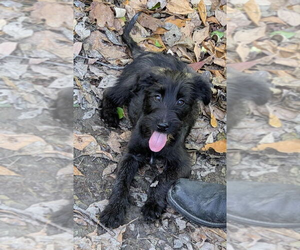 Medium Photo #4 Labrador Retriever-Unknown Mix Puppy For Sale in Aurora, IN, USA