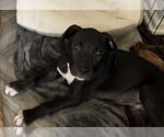 Small #7 American Staffordshire Terrier Mix