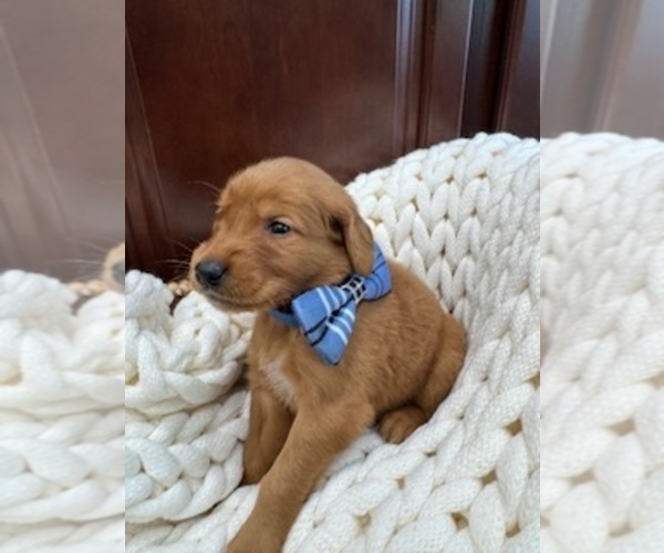 Medium Photo #7 Golden Retriever Puppy For Sale in AUMSVILLE, OR, USA