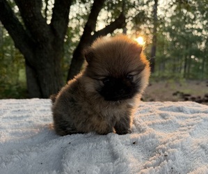 Pomeranian Puppy for sale in HUBERT, NC, USA