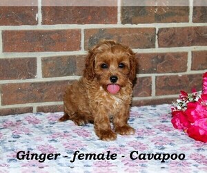 Cavapoo Puppy for sale in CLARKRANGE, TN, USA