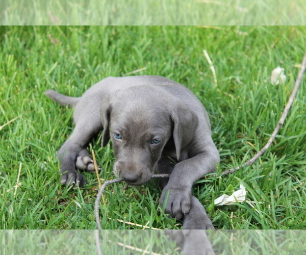 Medium Photo #9 Weimaraner Puppy For Sale in HEMLOCK, MI, USA