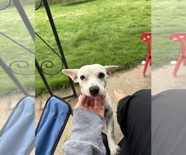 Medium Photo #4 Chihuahua-Unknown Mix Puppy For Sale in Sandy, UT, USA