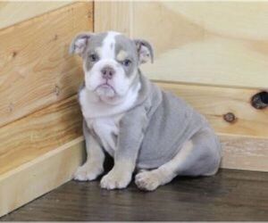 English Bulldog Puppy for sale in MARSHFIELD, MO, USA