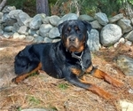 Small Photo #1 Rottweiler Puppy For Sale in CANDIA, NH, USA