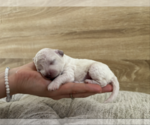 Small Photo #52 Bichpoo Puppy For Sale in NORTH PORT, FL, USA