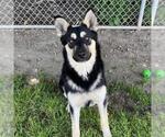 Small German Shepherd Dog