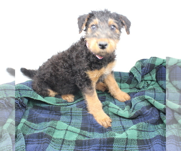Medium Photo #4 Airedale Terrier Puppy For Sale in VERONA, MO, USA