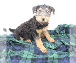 Small Photo #4 Airedale Terrier Puppy For Sale in VERONA, MO, USA