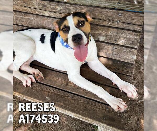 Medium Photo #2 American Pit Bull Terrier-Unknown Mix Puppy For Sale in Tulsa, OK, USA