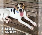 Small #1 American Pit Bull Terrier Mix
