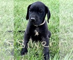 Small #1 Great Dane