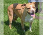 Small #2 American Staffordshire Terrier Mix