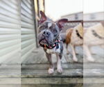 Small #5 American Staffordshire Terrier Mix