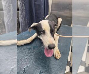 Labrador Retriever-Unknown Mix Dogs for adoption in Mobile, AL, USA