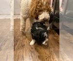 Small Photo #6 Aussiedoodle Puppy For Sale in COMMERCE, MI, USA