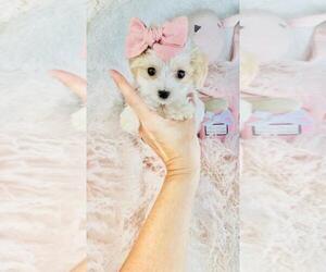 Cav-A-Malt Litter for sale in WEST PALM BEACH, FL, USA