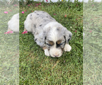 Small Photo #12 Australian Shepherd Puppy For Sale in CENTER, KY, USA