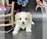 Small #4 YorkiePoo