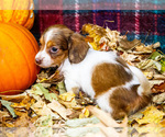 Small Photo #25 Dachshund Puppy For Sale in WAKARUSA, IN, USA