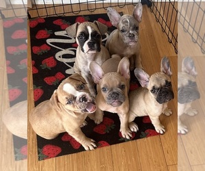 French Bulldog Puppy for Sale in KENNESAW, Georgia USA